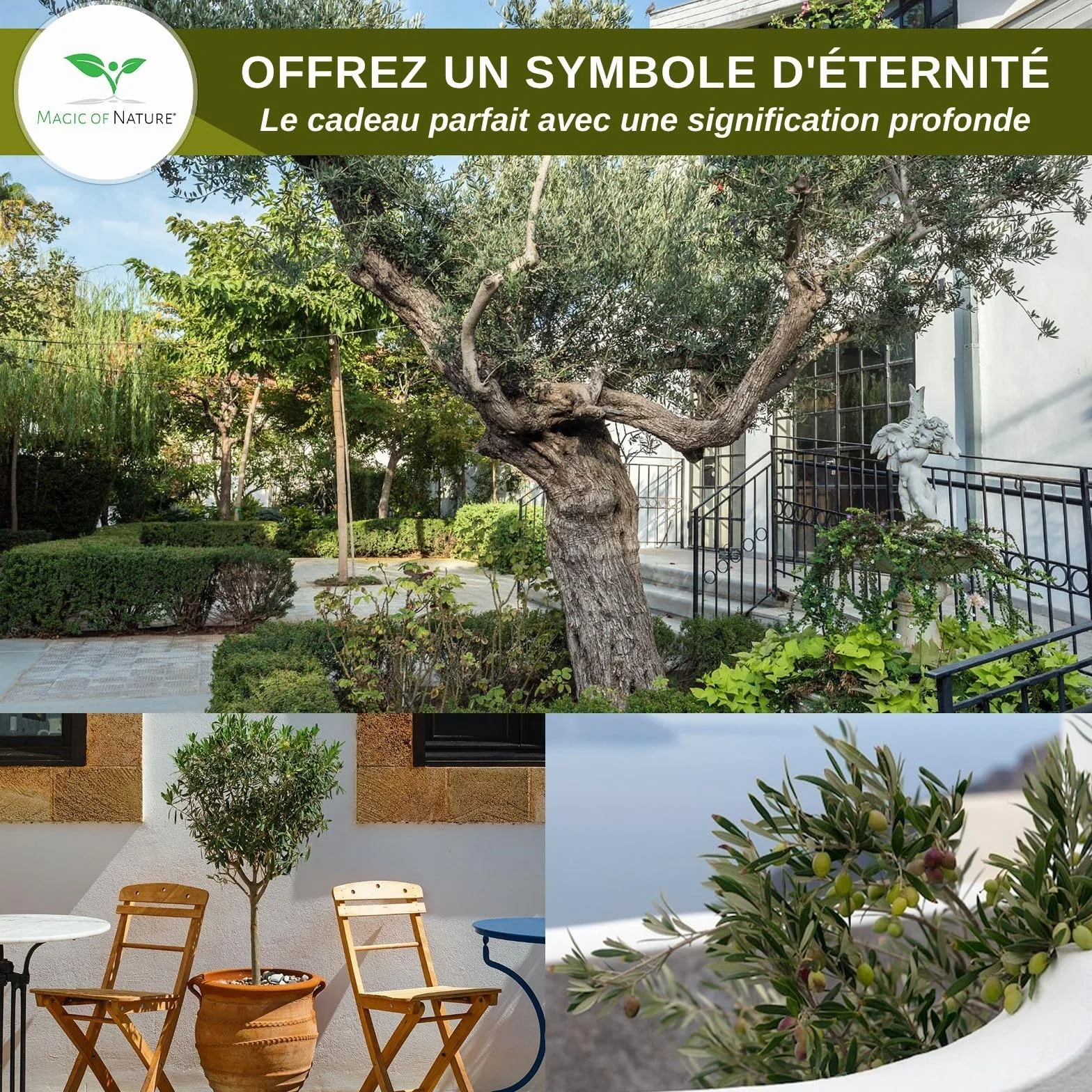 Graines d'Olivier Olea europaea 10 Pcs Arbre à Huile Jardin Balcon Bonsaï