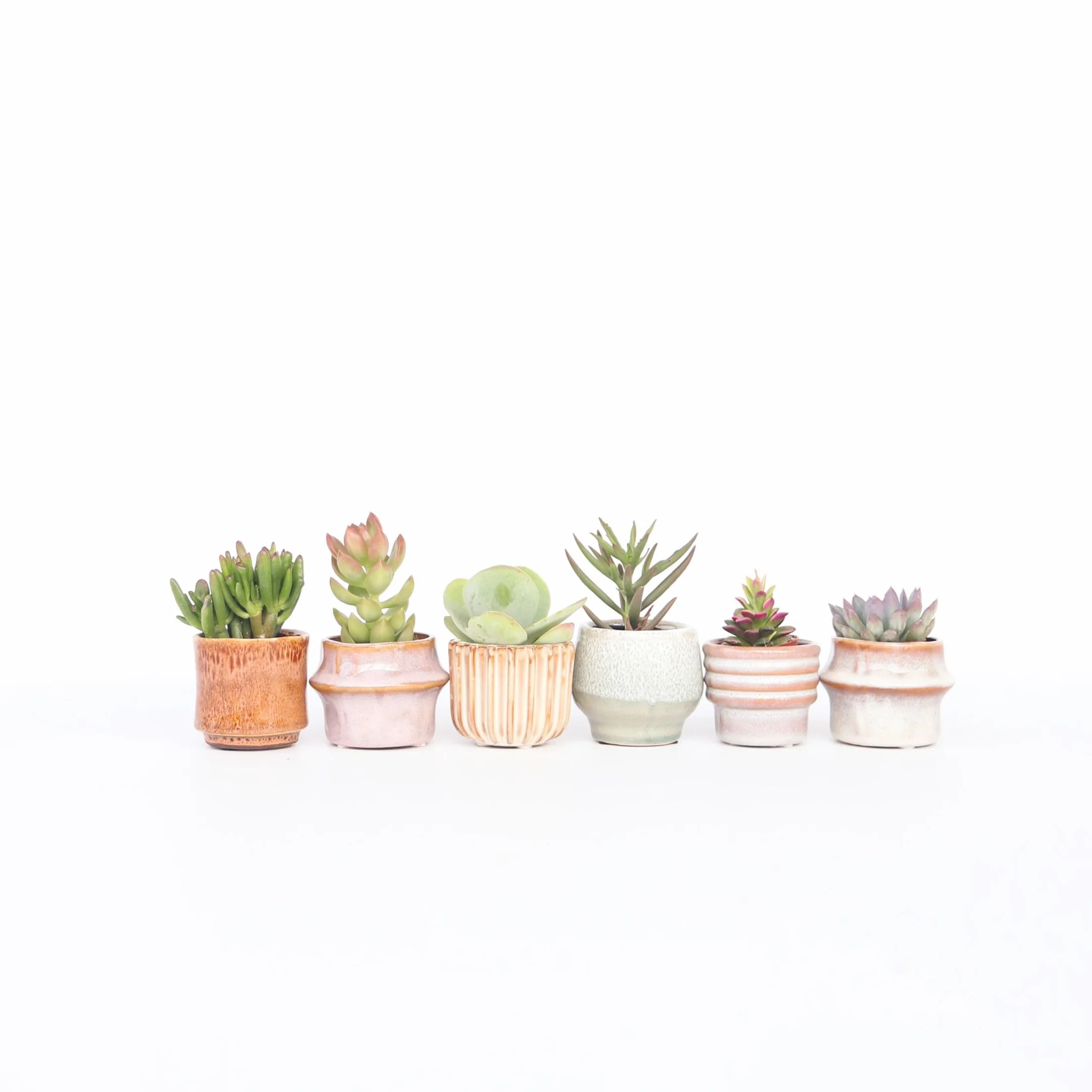 Succulentes Mélange 6 Pièces Plantes Réelles Pot 5.5cm Hauteur 5-10cm