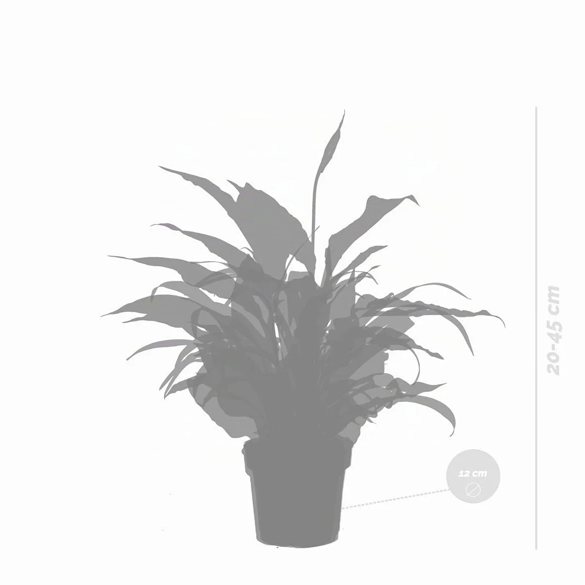 Bloomique Lot de 3 Spathiphyllum Asplenium Chlorophytum Dépolluantes 25-45 cm