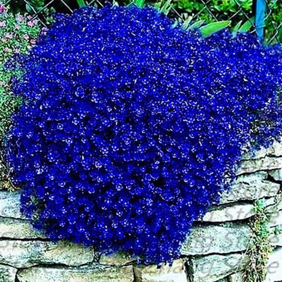AUBRIETA ROYAL BLUE 30/100 SEMI AUBRETIA GRACILIS BLU VIABLE GRAINES Fleur Jardin BLEU ROYAL 270