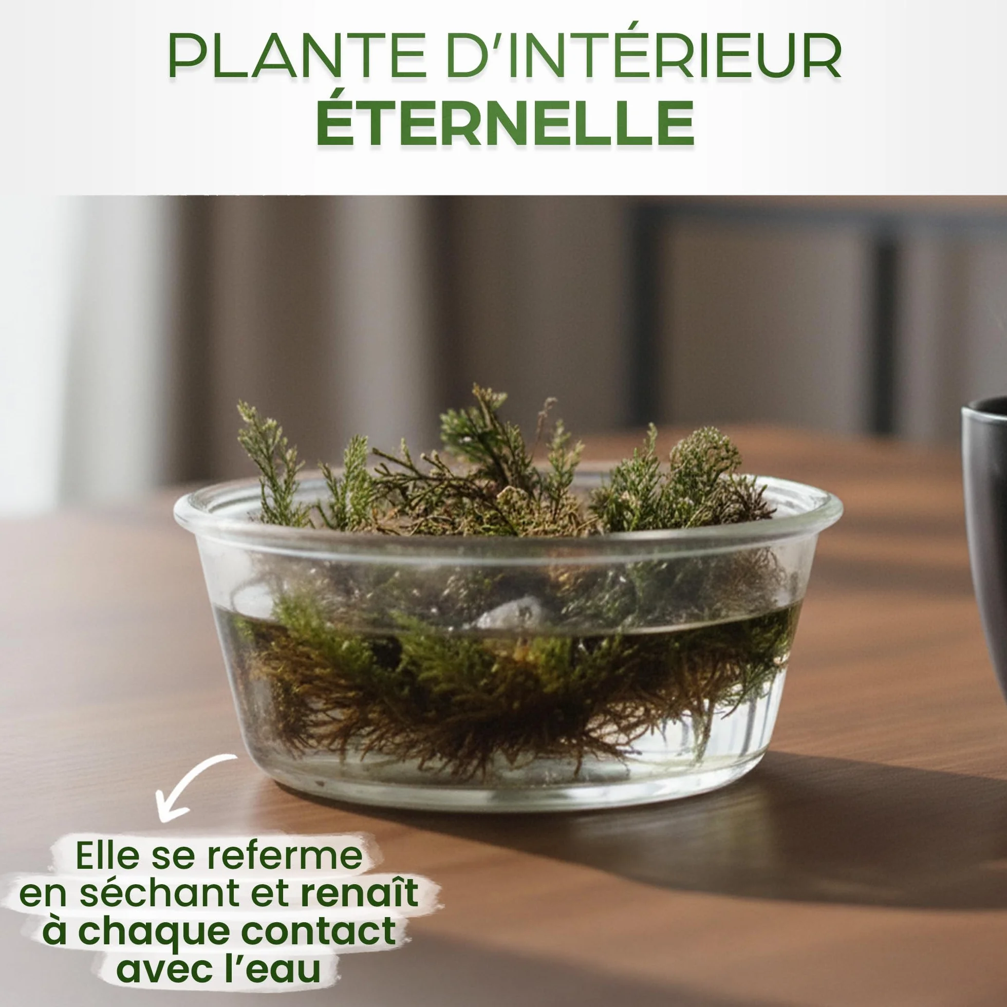 Rose de Jericho Selaginella Lepidophylla Plante de la Résurrection
