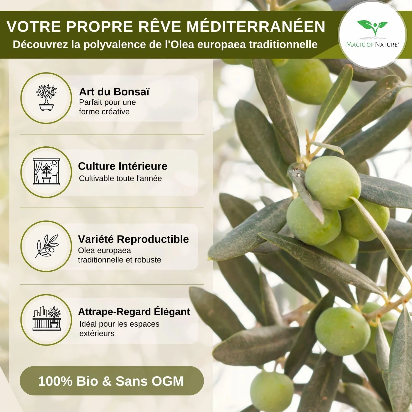 Graines d'Olivier Olea europaea 10 Pcs Arbre à Huile Jardin Balcon Bonsaï