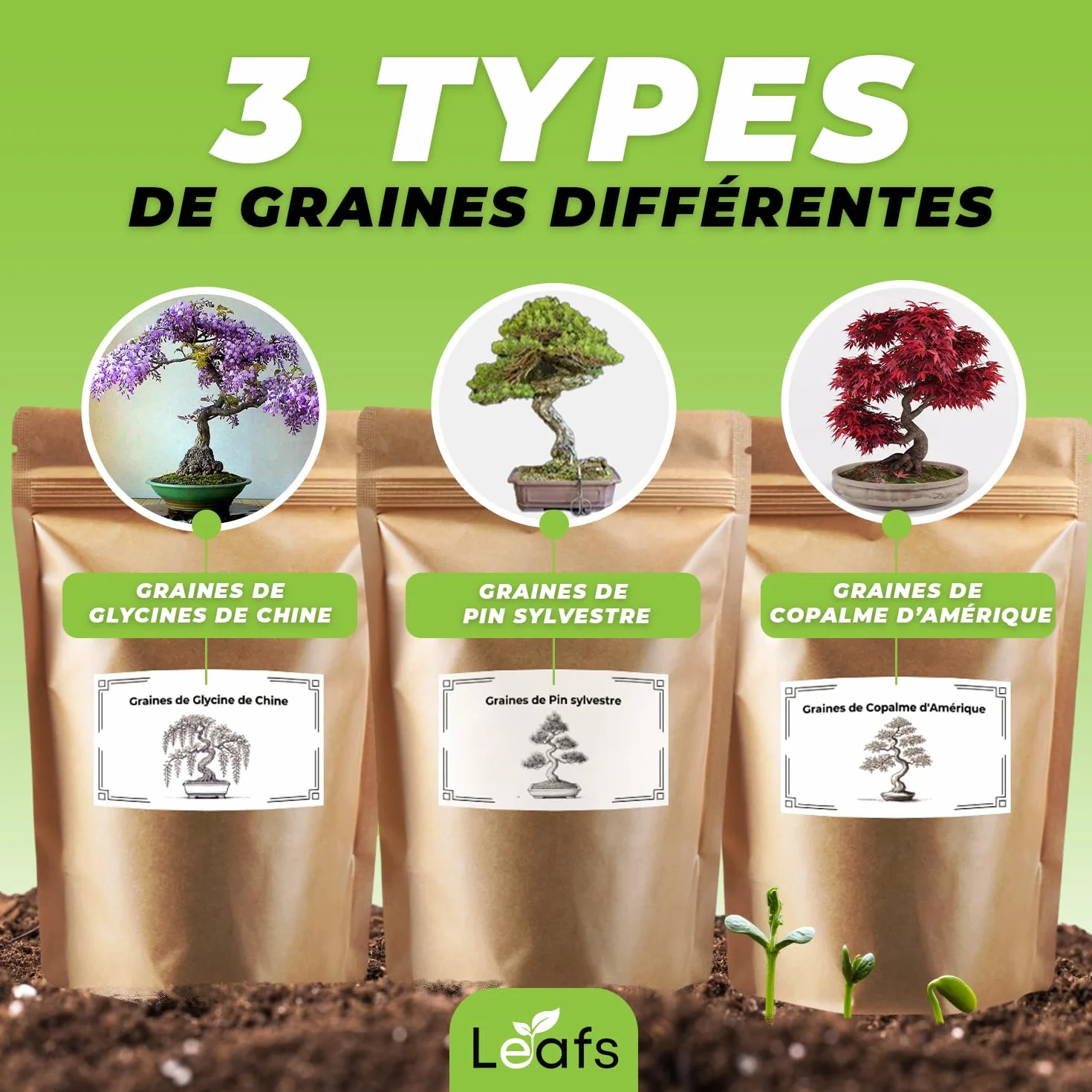 Kit De Plantation Pour Bonsais - Cadeau Anniversaire, Kit Jardinage Enfant - Cultivez Votre Propre Plante Bonsai