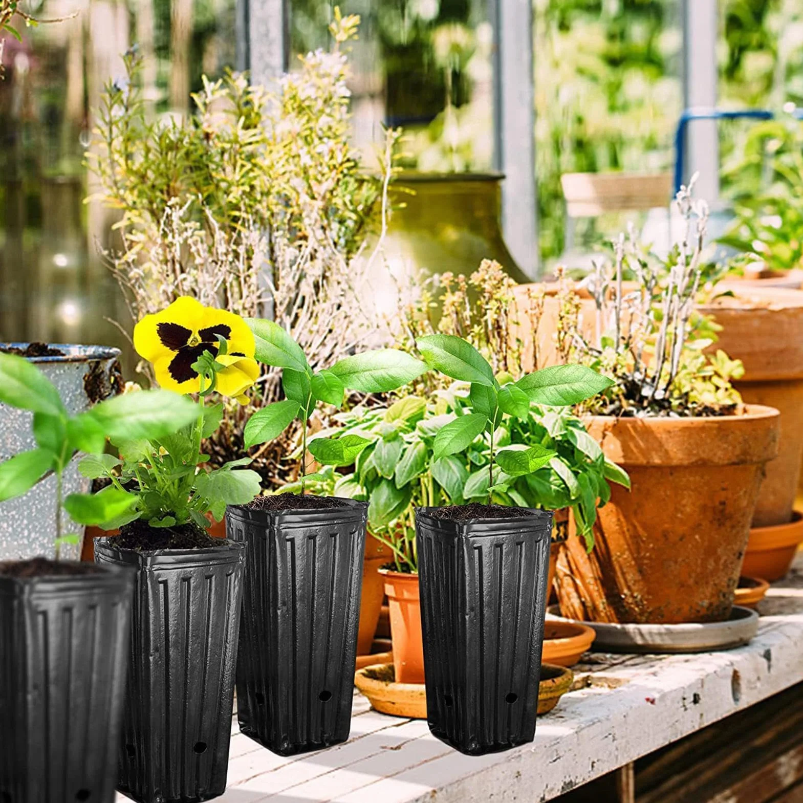 Godets pour Semis Tomates 20 Pièces Pot de Fleurs Plastique 20x10cm