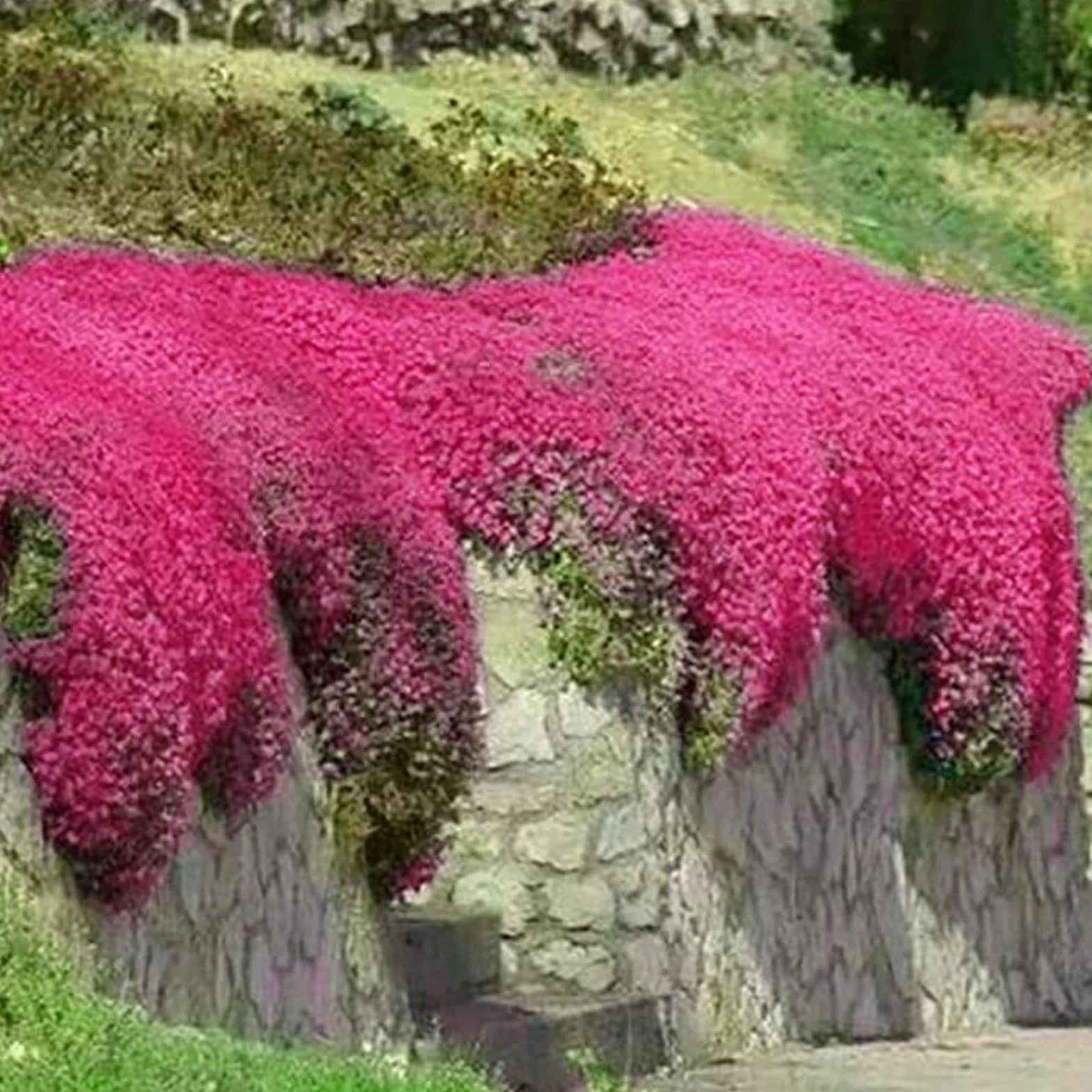 Graines de thym rampantes multicolores 200 pièces outil de jardinage