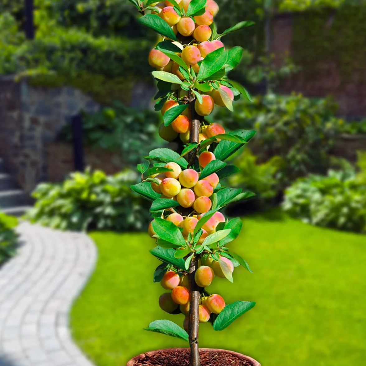Arbres fruitiers colonnaires lot de 6 80/100 cm hauteur cerisiers pommiers poiriers