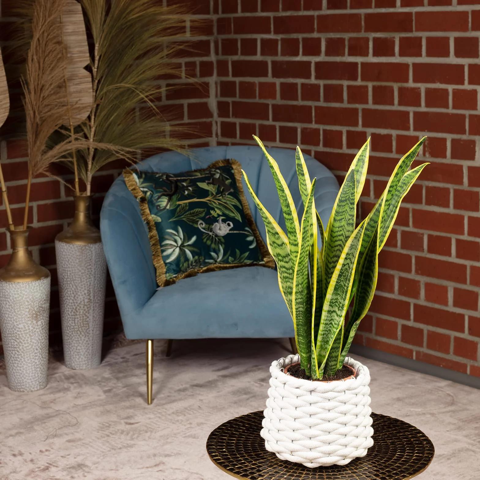 Sansevieria trifasciata Laurentii plante d'intérieur 35 cm pot 12 cm