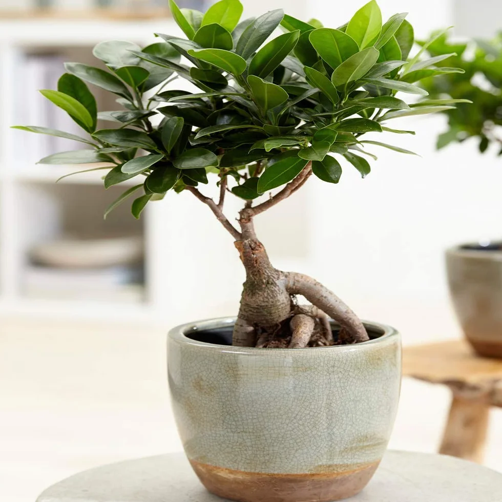 Ficus Ginseng Bonsaï d'intérieur 12 cm