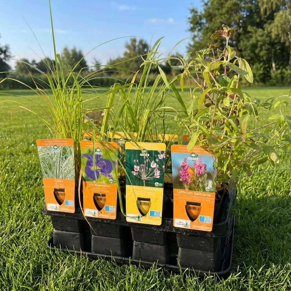 Vdvelde Mix 12 Plantes de Bassin P9 Nénuphar Nain Rouge Nymphaea Pygmaea Rubra 3 Paniers AQUA SET Plantes Oxygénantes Rustiques Mellifères