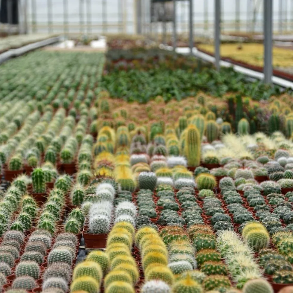 Succulentes Naturelles en pot 5.5 cm Lot de 30 Hauteur 5-10 cm Mélange Petites Variétés Plantes Grasses d'Intérieur