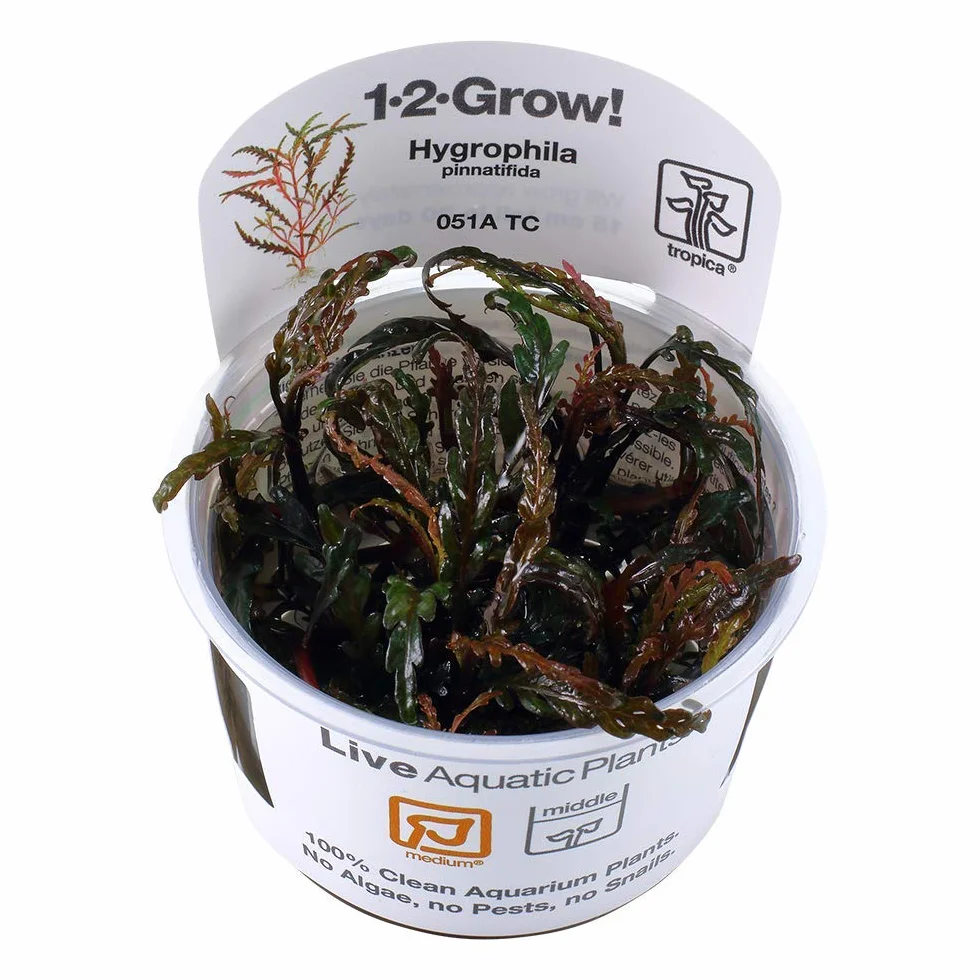 Hygrophila pinnatifida in vitro Tropica