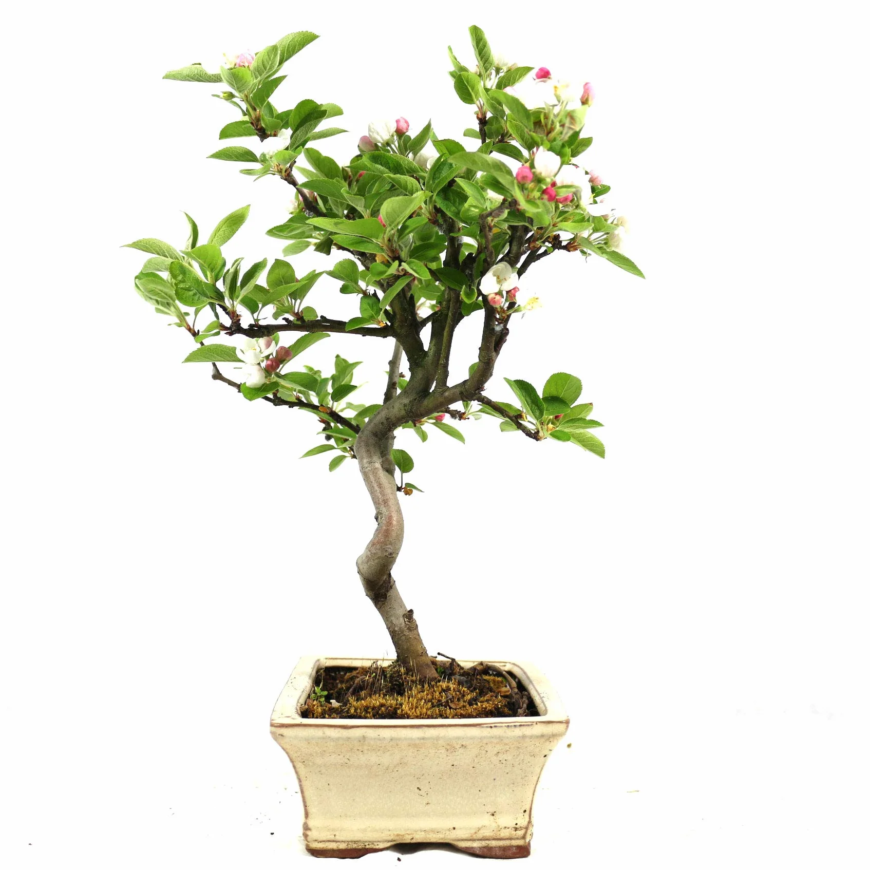 Bonsaï d'extérieur Malus Pommier décoratif 8 ans 32 cm