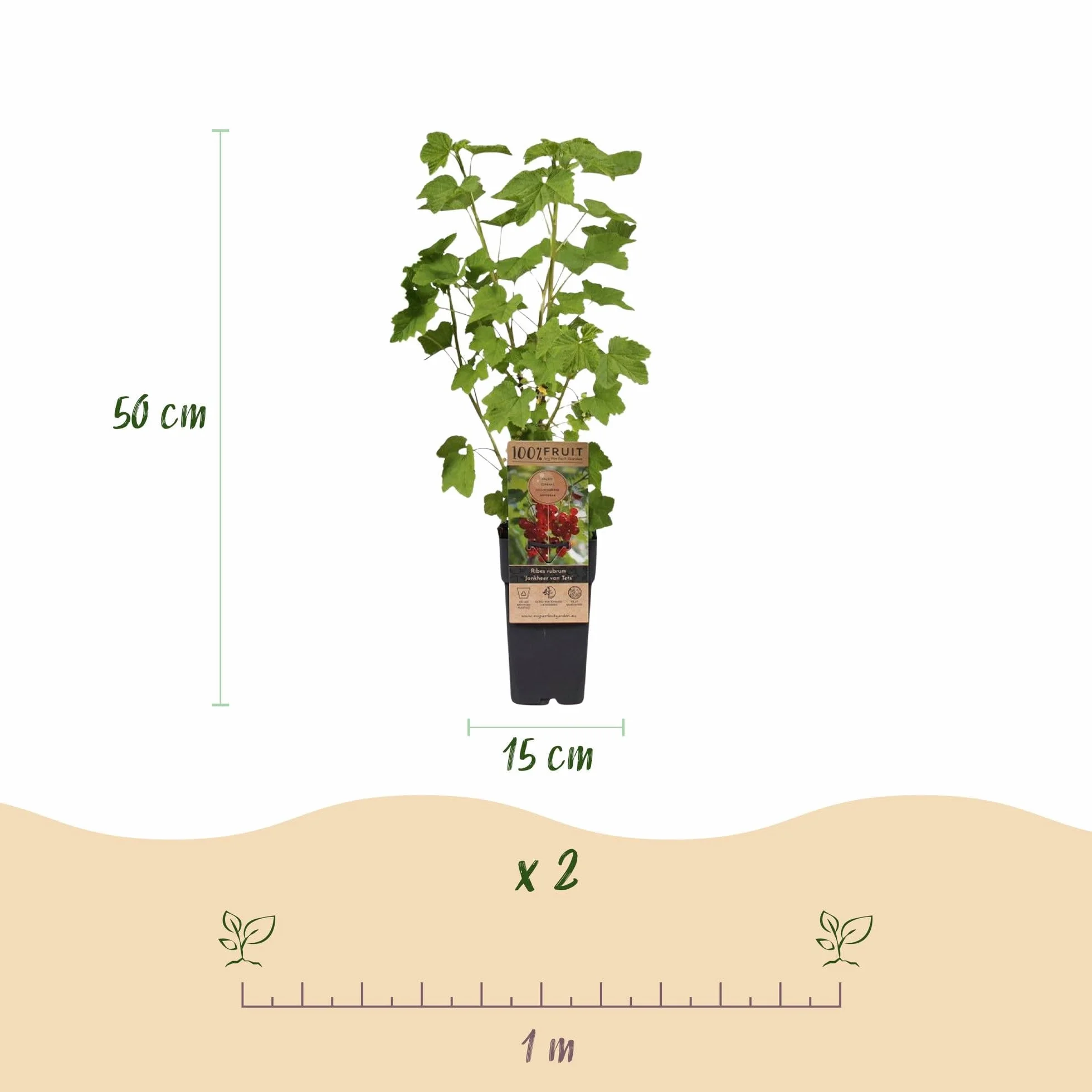 Ribes rubrum Jonkheer van Tets Plante fruitière Groseille 2 Plantes Pot 15cm Hauteur 50cm