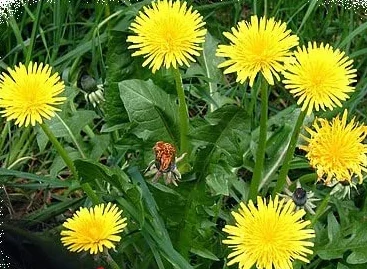 Graines de Pissenlit Sauvage Taraxacum Off. 2 grammes