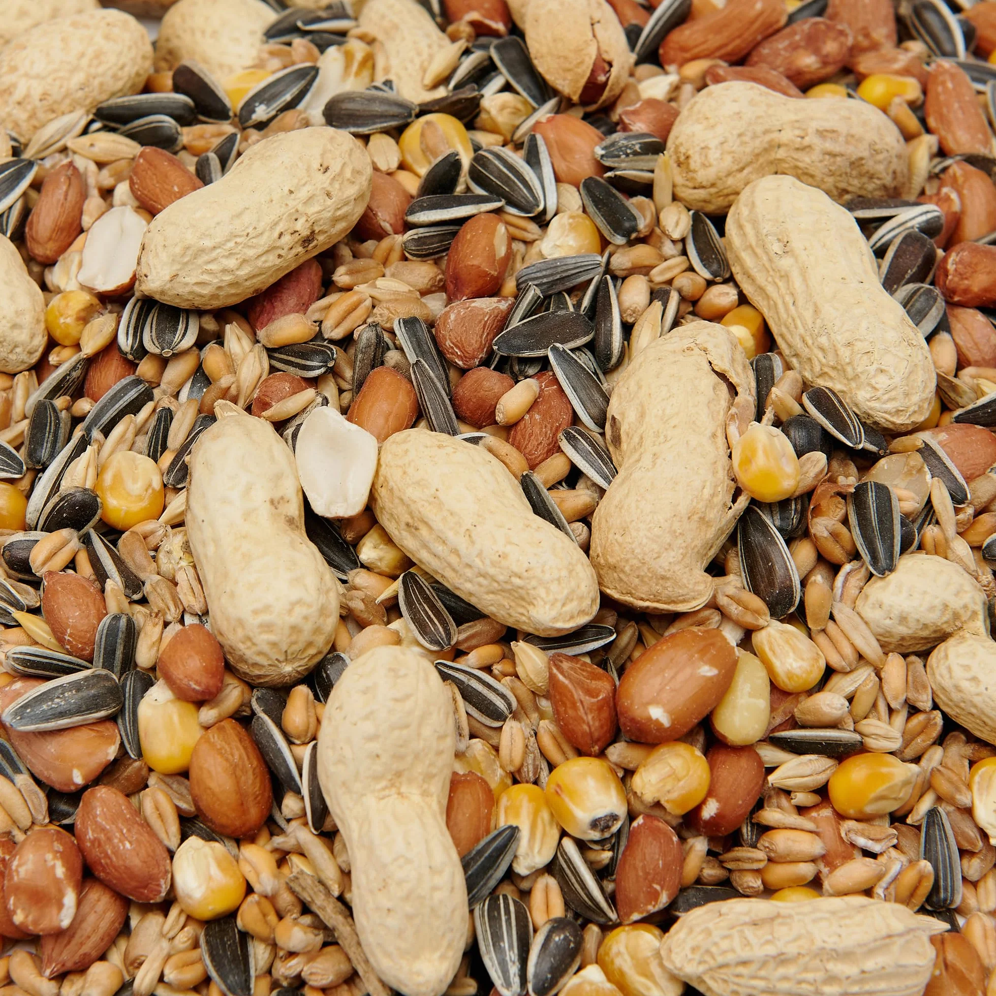 Mélange d'écureuil 1000 g