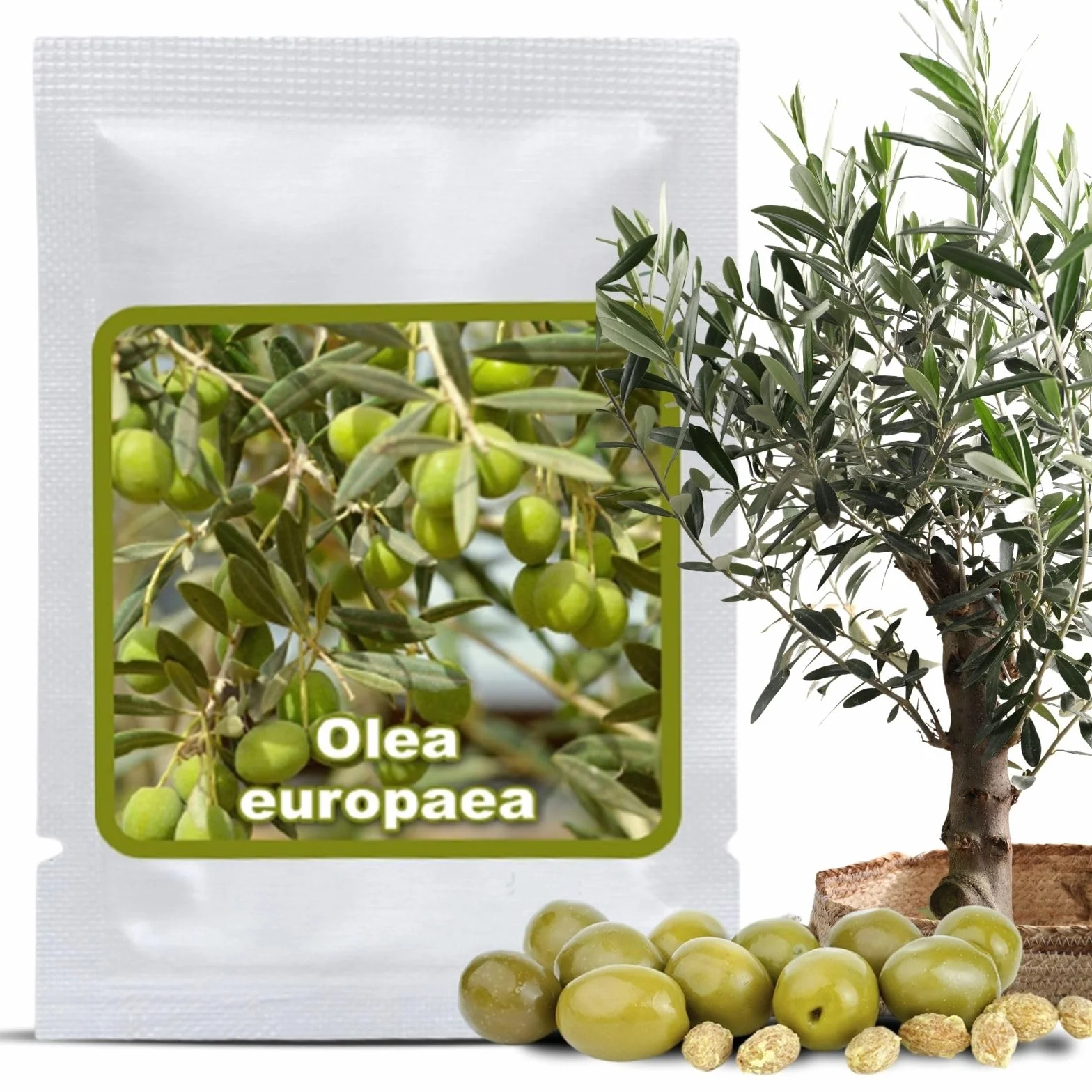 Graines d'Olivier Olea europaea 10 Pcs Arbre à Huile Jardin Balcon Bonsaï