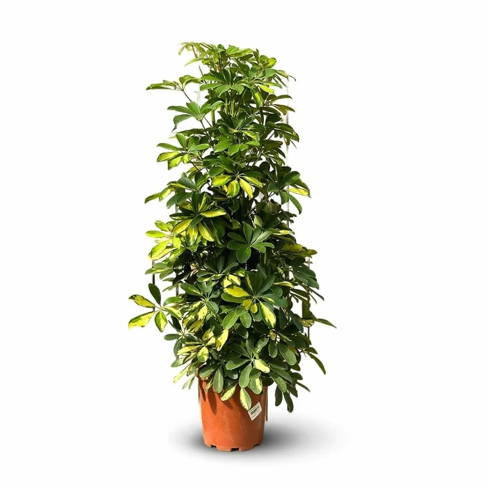Schefflera gold capella 100-110 cm ⌀ 19 cm plante d'intérieur