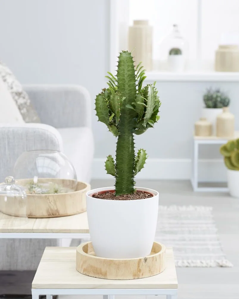 Euphorbia Acrurensis Cactus Cowboy Plante cactus 60-70 cm Pot 17 cm