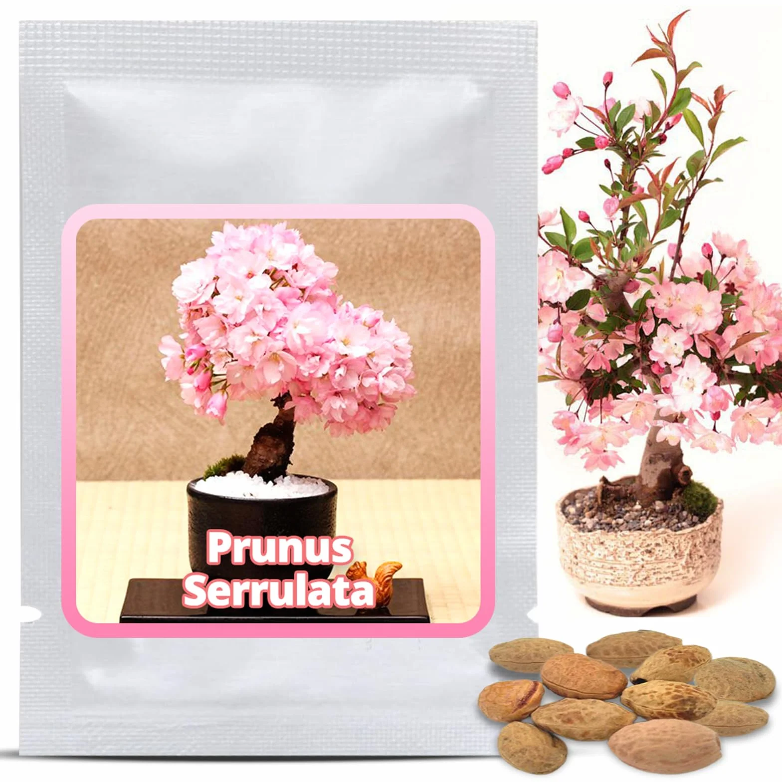 Magic of Nature Cerisier du Japon Graines de Sakura 10 Pcs - Semis Rustique Arbuste Jardin Bonsaï