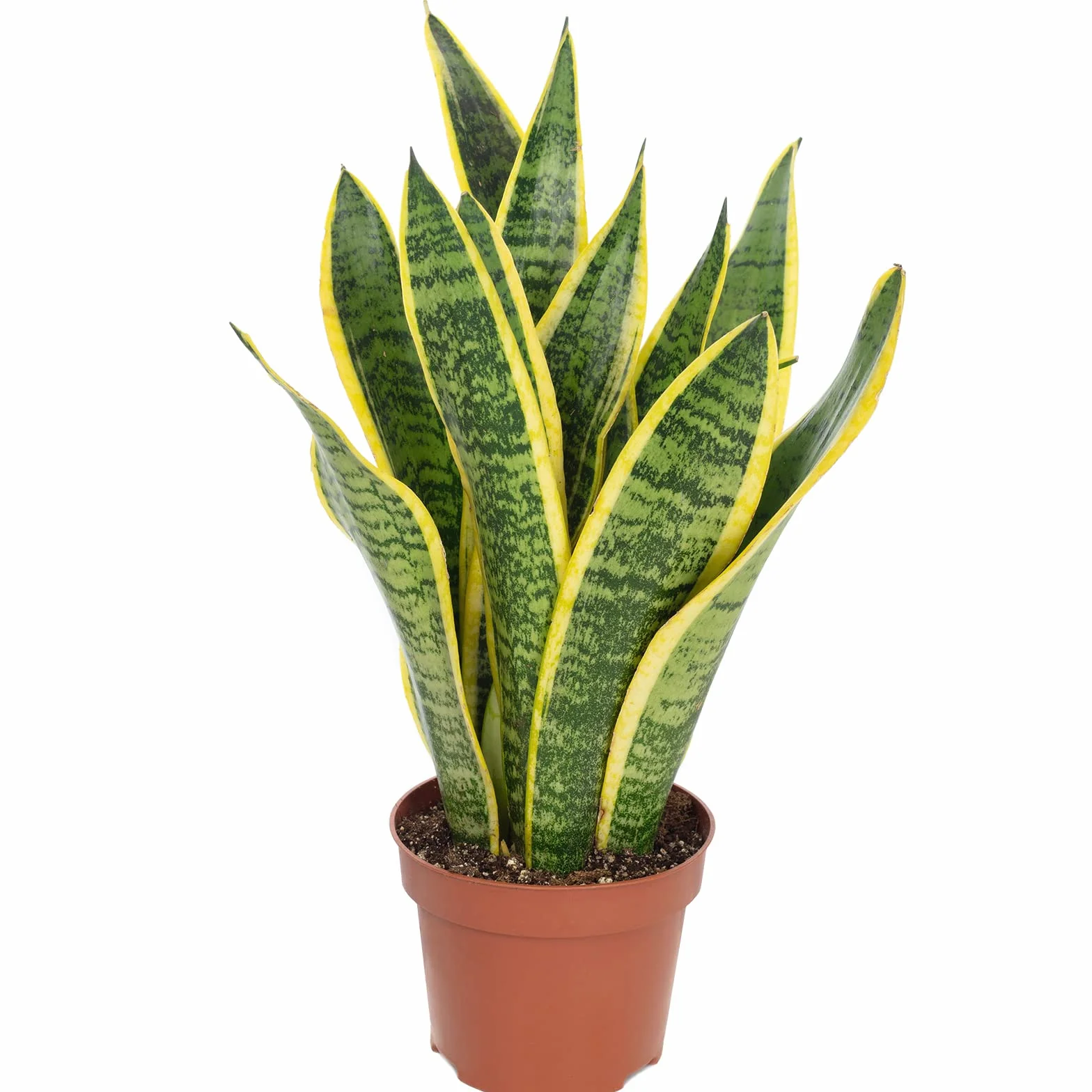 Sansevieria trifasciata Laurentii plante d'intérieur 35 cm pot 12 cm