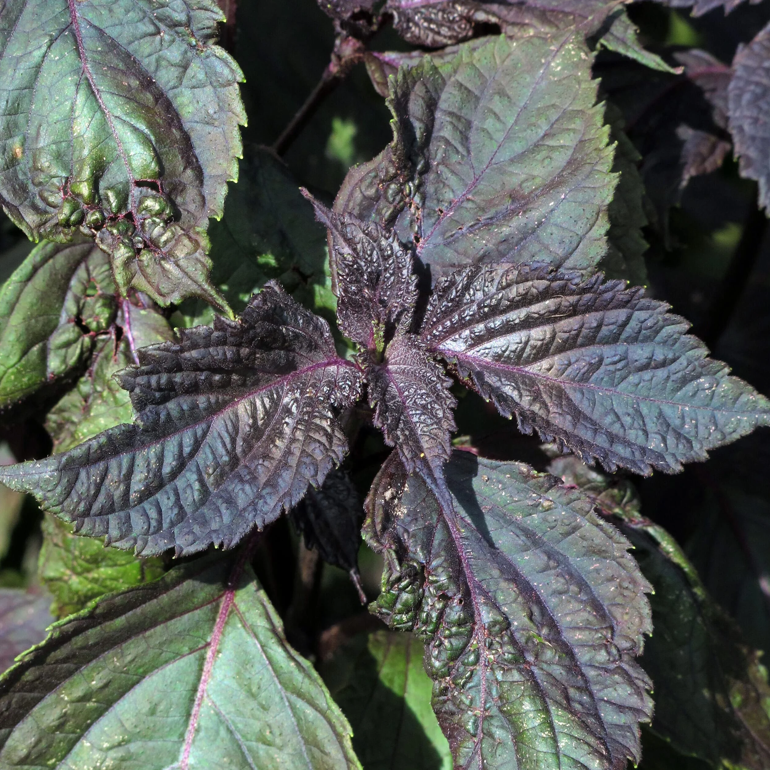 Shiso rouge Perilla frutescens 200 semences