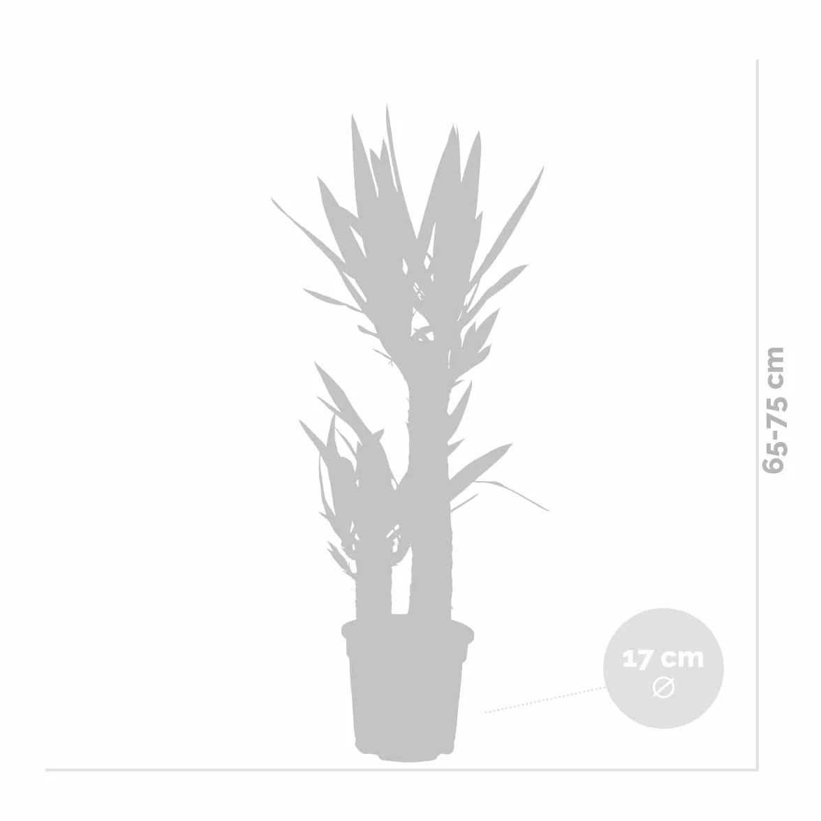 Bloomique Yucca Elephantipes Plante d’intérieur Hauteur 60-70 cm Pot 17 cm