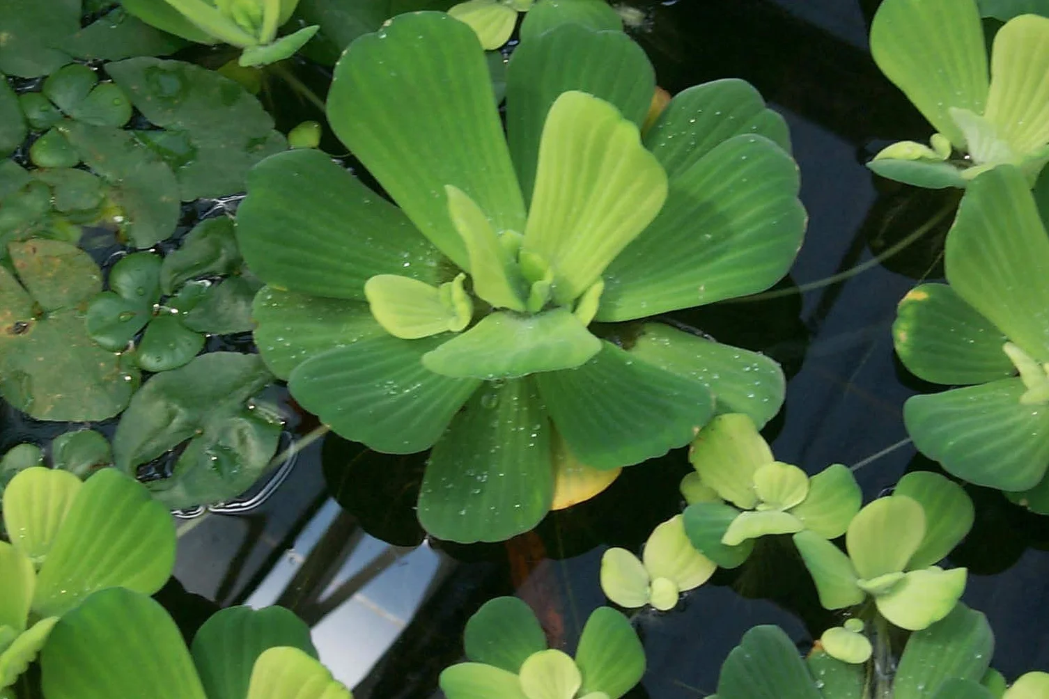 Portal Cool 3X Pistia Impianto Acquario Rifugio Alevin