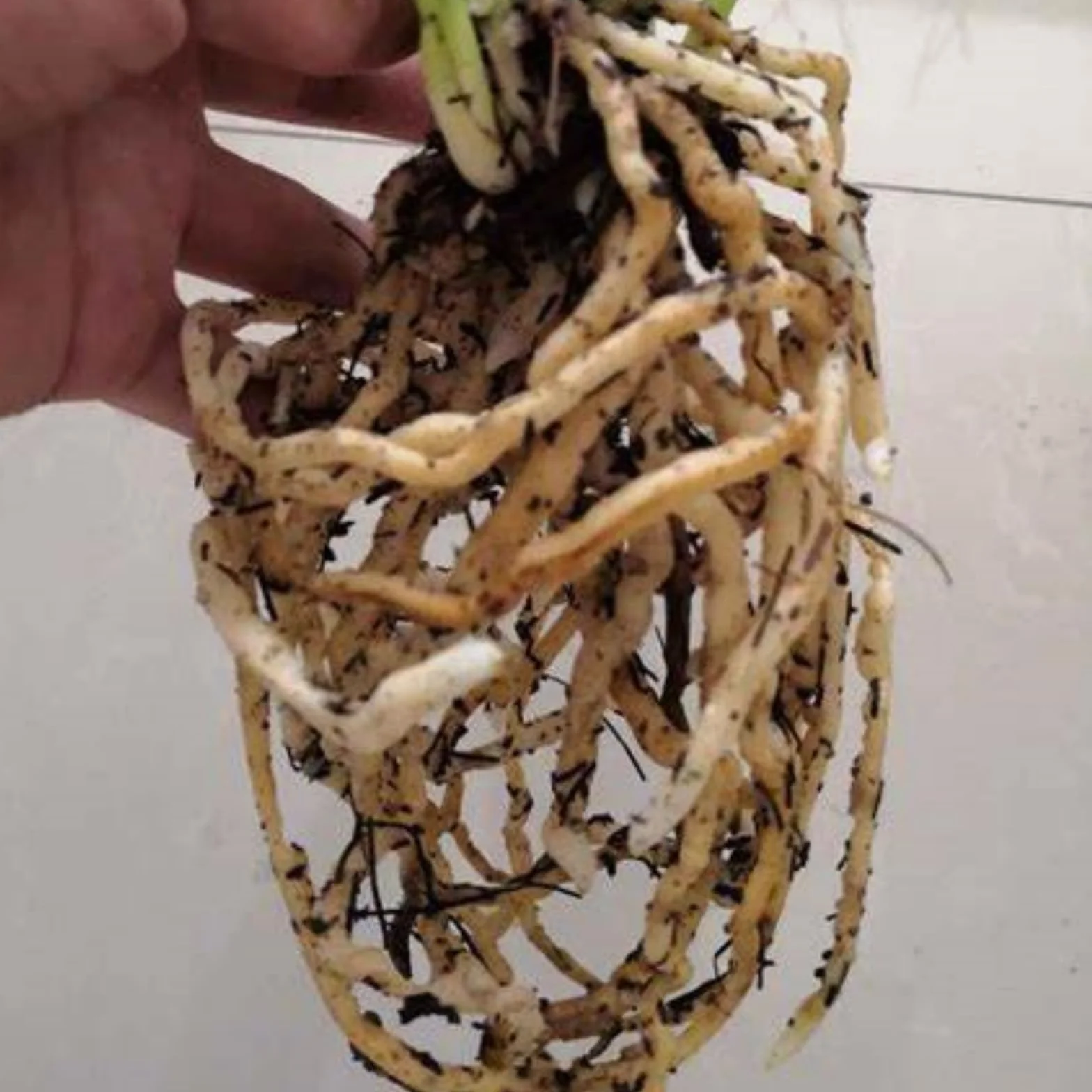 Orchidée Cymbidium Rhizomes, résistant à l'hiver, intérieur idéal