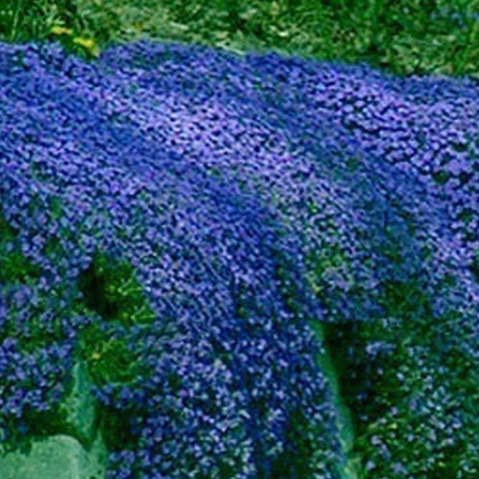 Graines d'Aubrieta Violet Sac de Graines Résistantes au Froid Faciles à Planter pour Jardin Extérieur