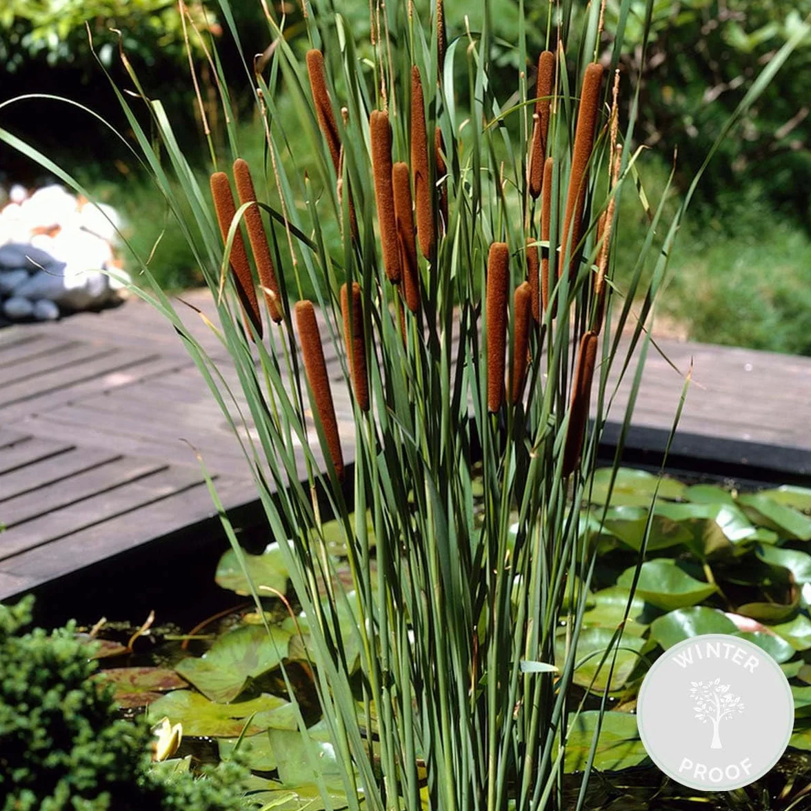 Typha Latifolia Grand Massette Cigare des marais Plantes de bassin Résistante au gel Zone 2-3 Hauteur 15-25 cm Pot 9 cm