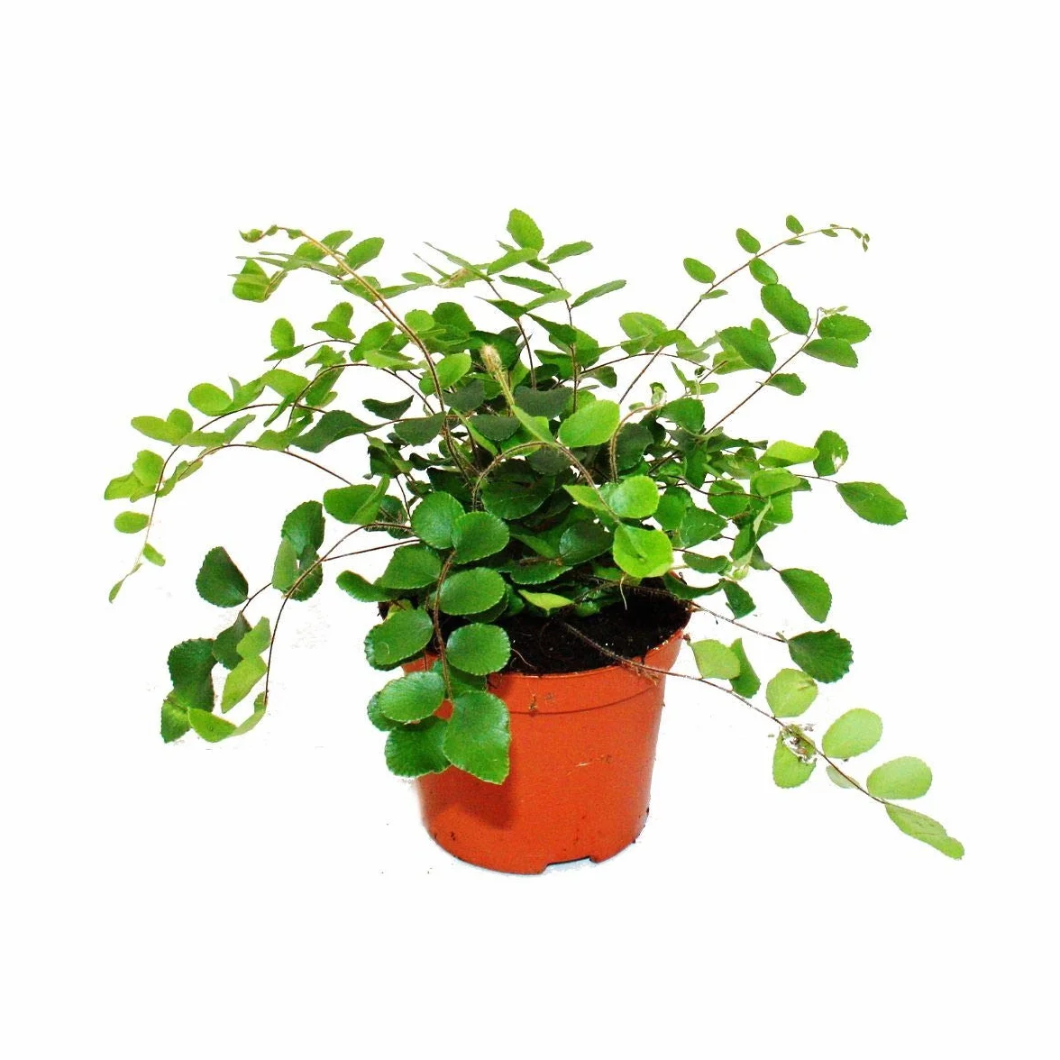 Exotenherz Pellaea rotundifolia - Fougère primitive - Pot 9 cm