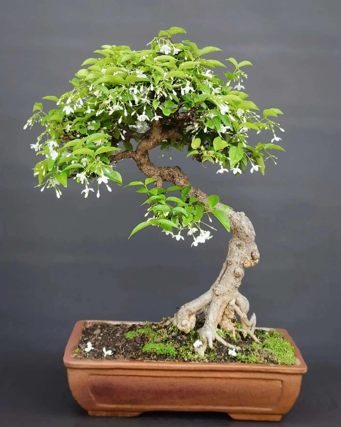 Ensemble de graines de bonsaï 7 variétés - Graines de plantes d'intérieur