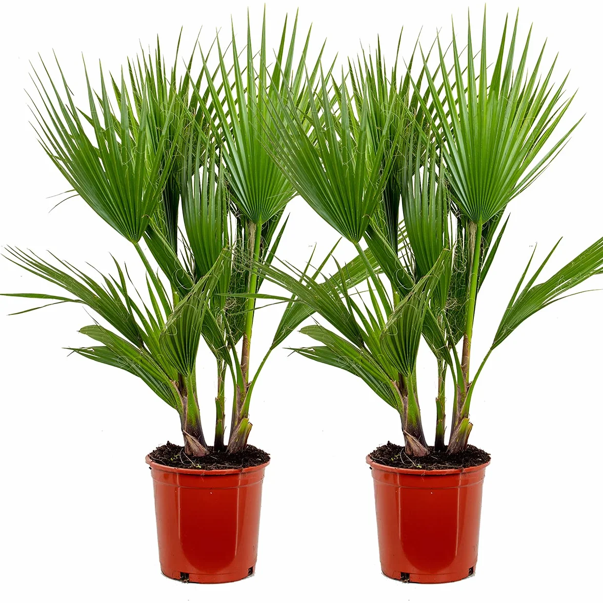 Bloomique Washingtonia Robusta Palmier éventail mexicain Hauteur 80-100 cm Pot 21 cm