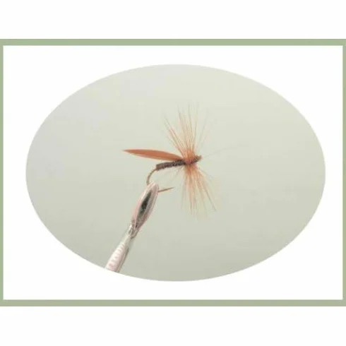 Mouche à Truite Sedge, Lot de 36, 12 Modèles, Taille 10/12, Mouche Sèche pour la Pêche SF5Y