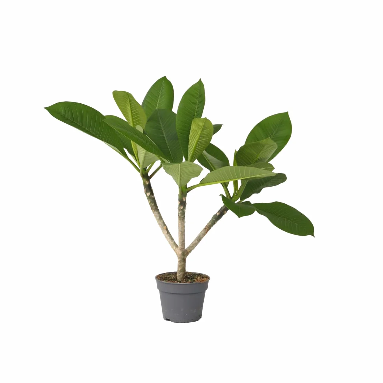 Plant in a Box Plumeria Frangipani Hawaii Frangipanier plante exotiques Pot 17cm Hauteur 45-55cm