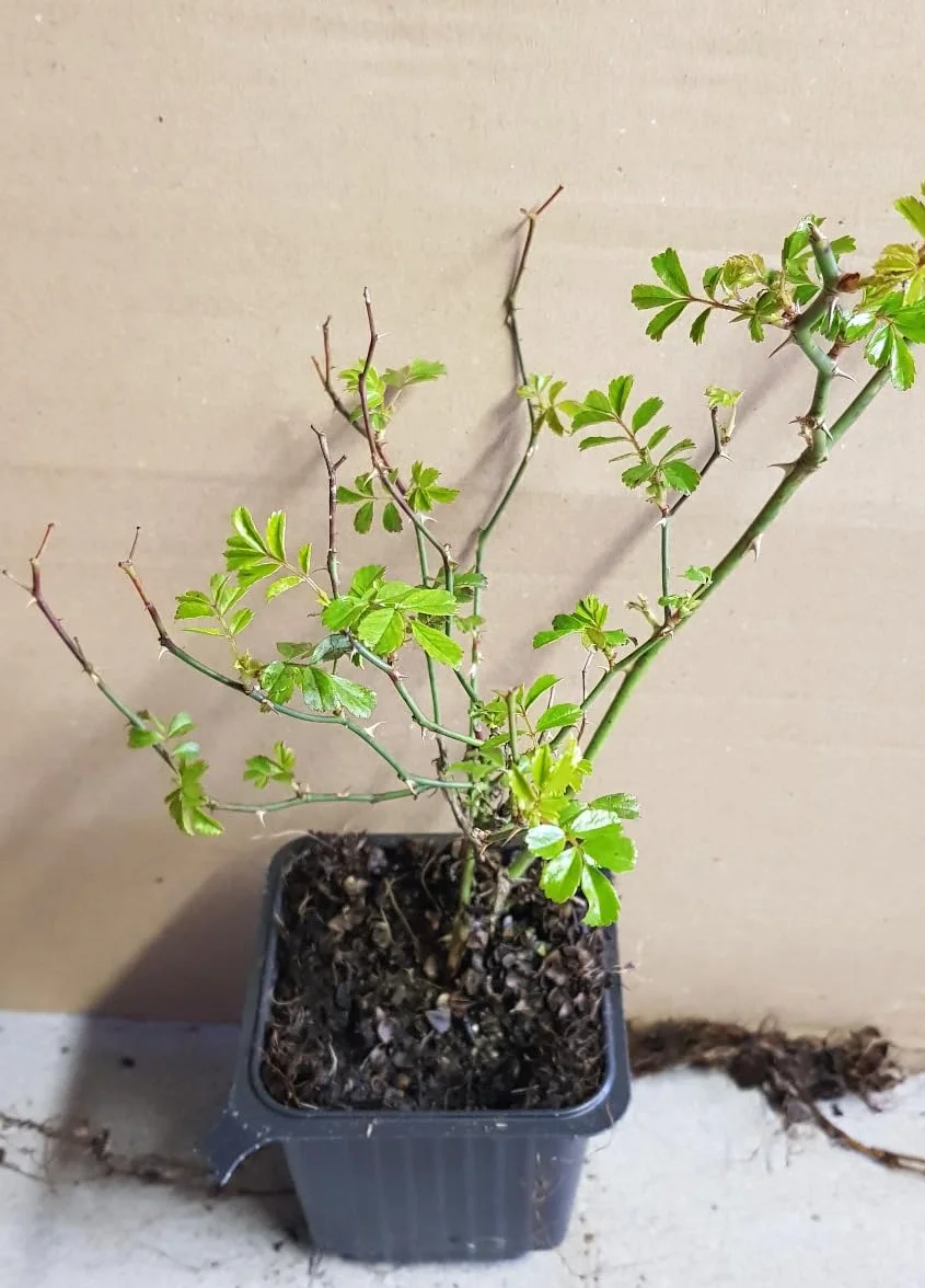 Rosa 'The Fairy White' Rosier Couvre-sol 'The Fairy Blanc' Godet