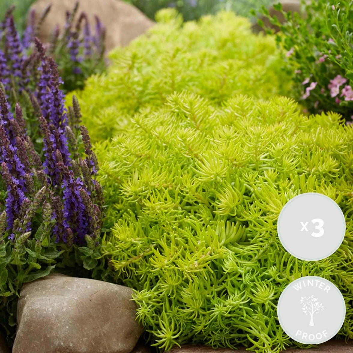 Bloomique Sedum Orpin Plantes de jardin Résistante au gel Persistante Hauteur 10-15 cm Pot 14 cm