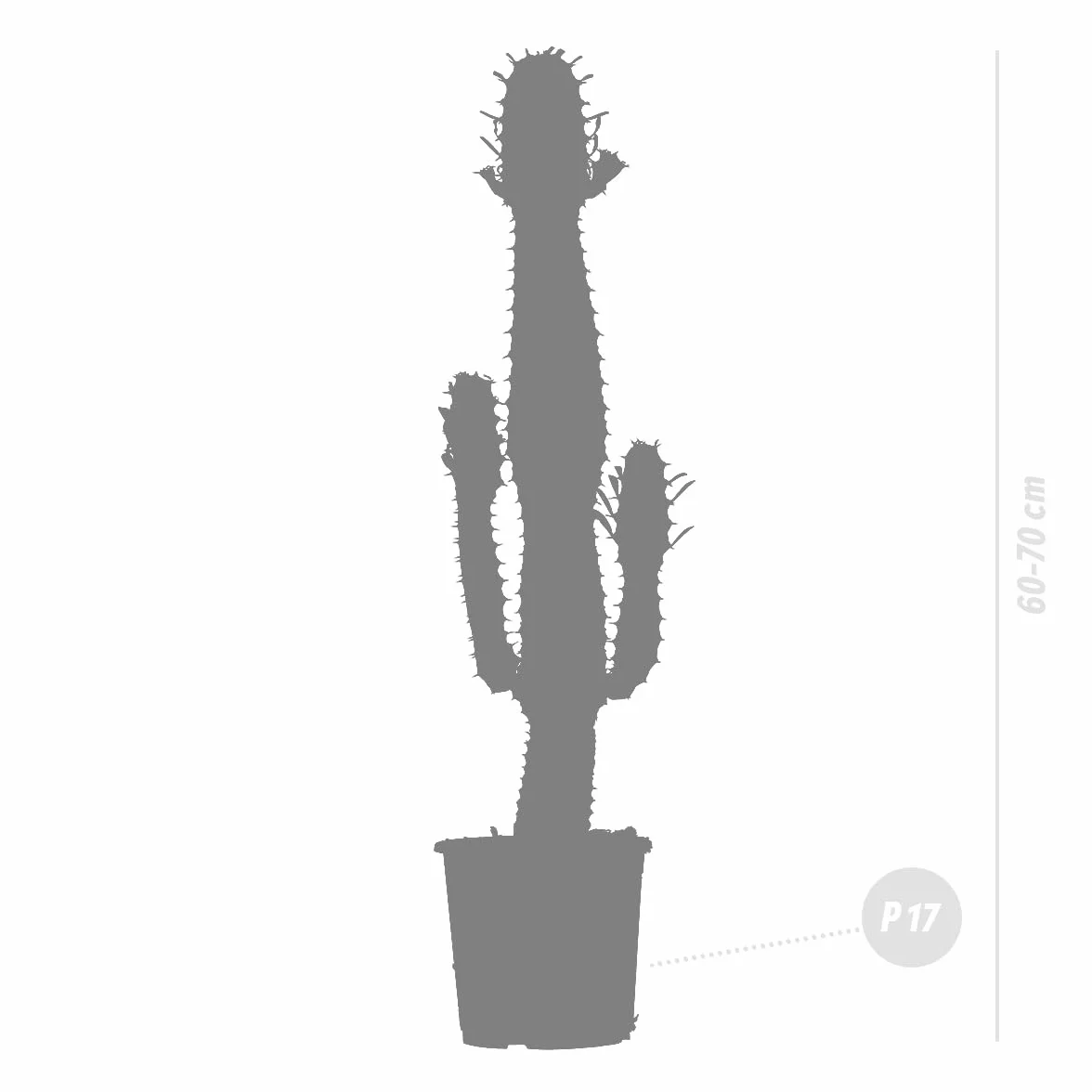 Euphorbia Acrurensis Cactus Cowboy Plante cactus 60-70 cm Pot 17 cm
