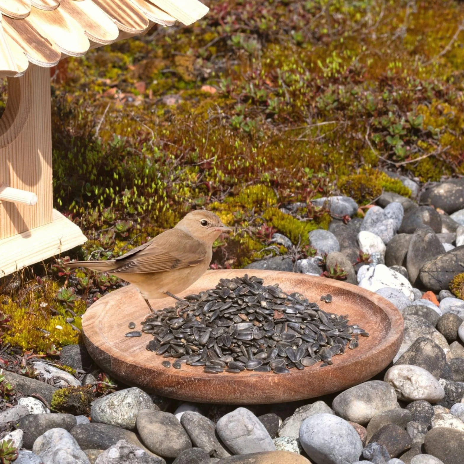 Graines de Tournesol Noir 25 kg Lyra Pet® Nourriture Oiseaux Sauvages Haute Teneur en Huile