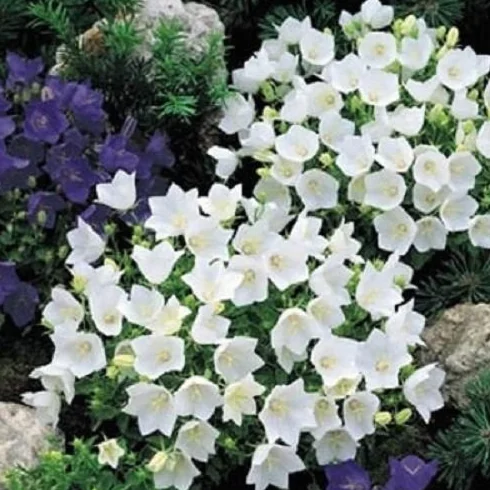 Campanula 250 graines fleur blanche