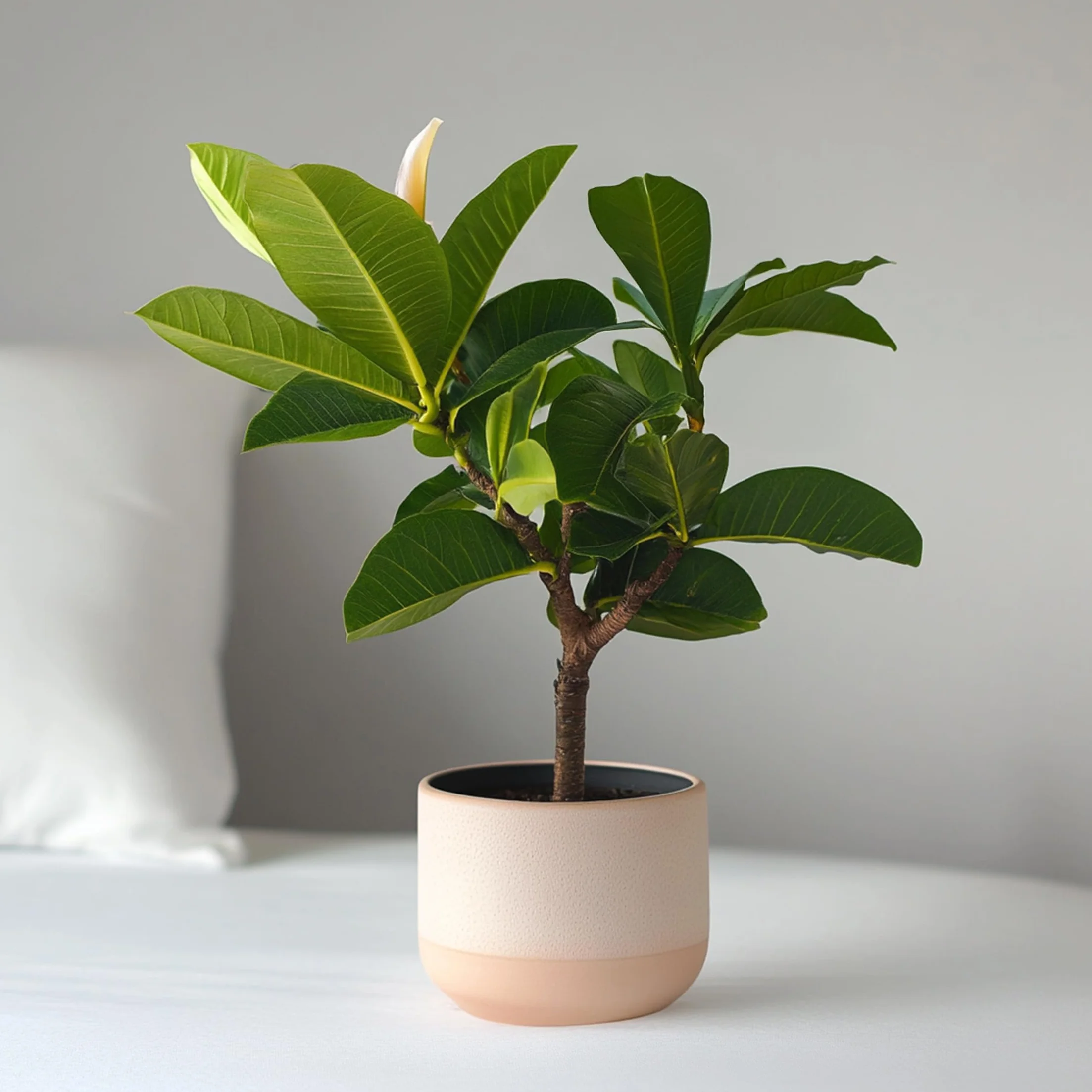 Plant in a Box Plumeria Frangipani Hawaii Frangipanier plante exotiques Pot 17cm Hauteur 45-55cm