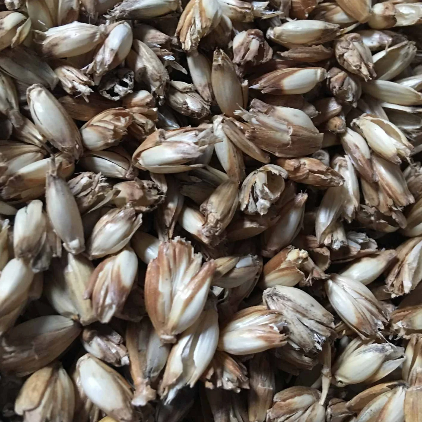 Épeautre bio pour remplissage de coussin à partir de 1 kg jusqu'à 30 kg – Les grains d'épeautre sont nettoyés et dépoussiérés