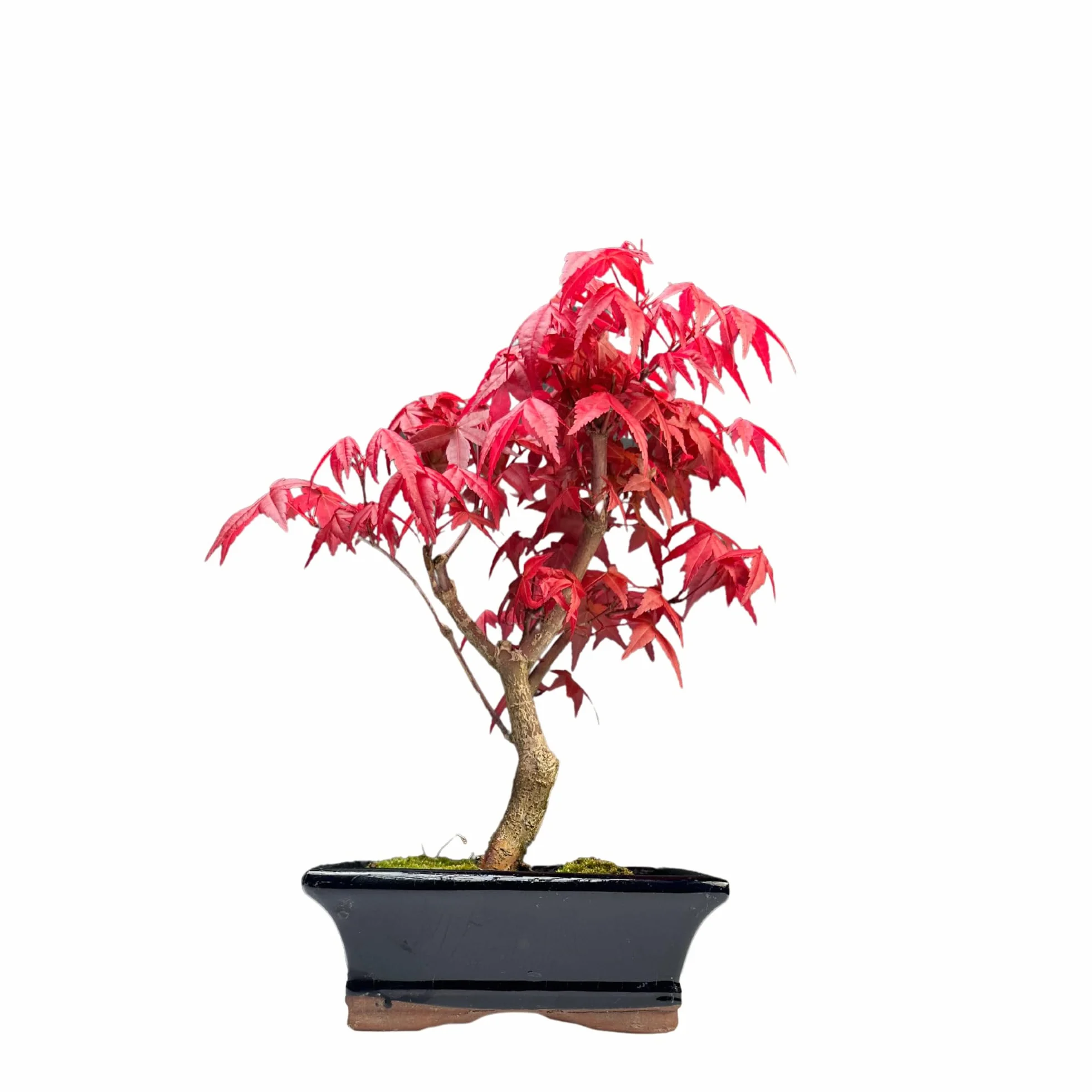 Bonsaï érable Japonais Acer Deshojo 25-30 cm P15