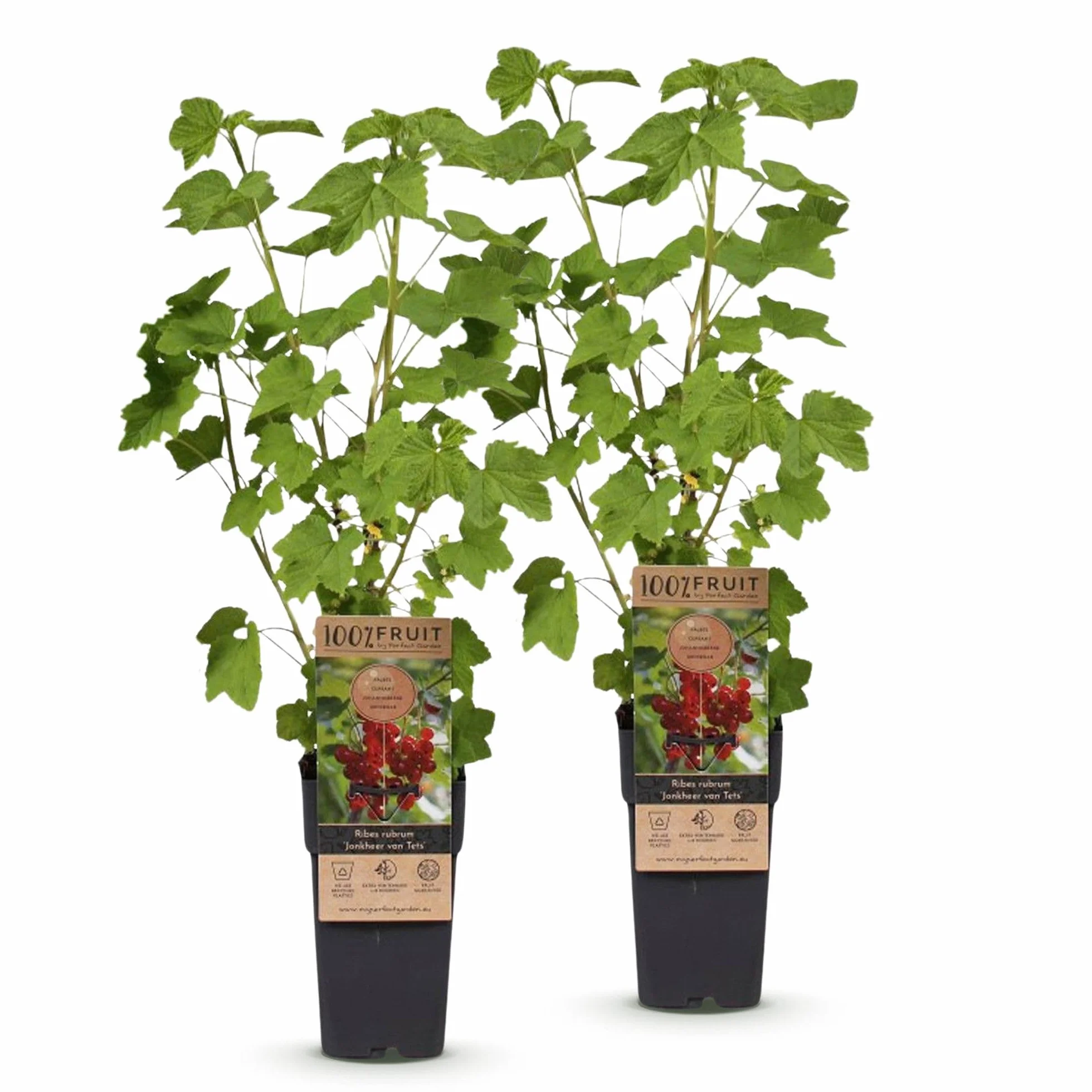 Ribes rubrum Jonkheer van Tets Plante fruitière Groseille 2 Plantes Pot 15cm Hauteur 50cm