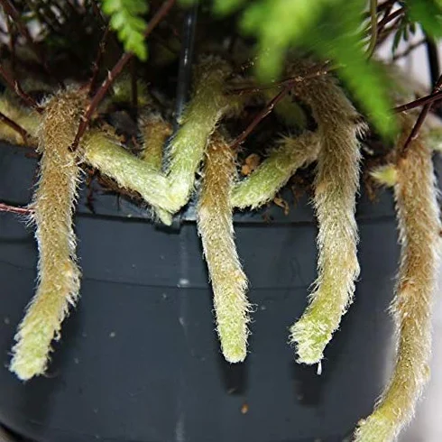 Davallia Humata tyermannii Plante d'intérieur Pot Suspendu 14 cm