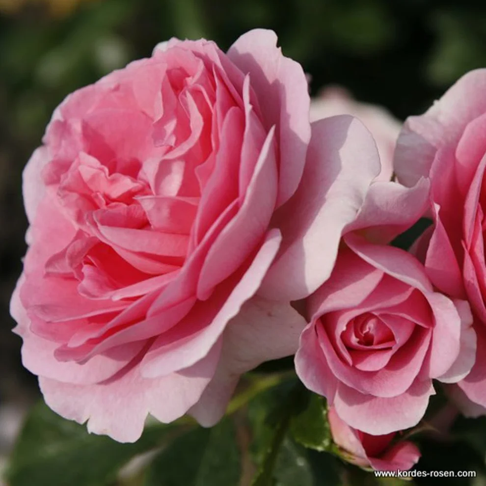 Rosier 'Rosierngräfin Marie Henriëtte' Parfuma pot 25-30 cm