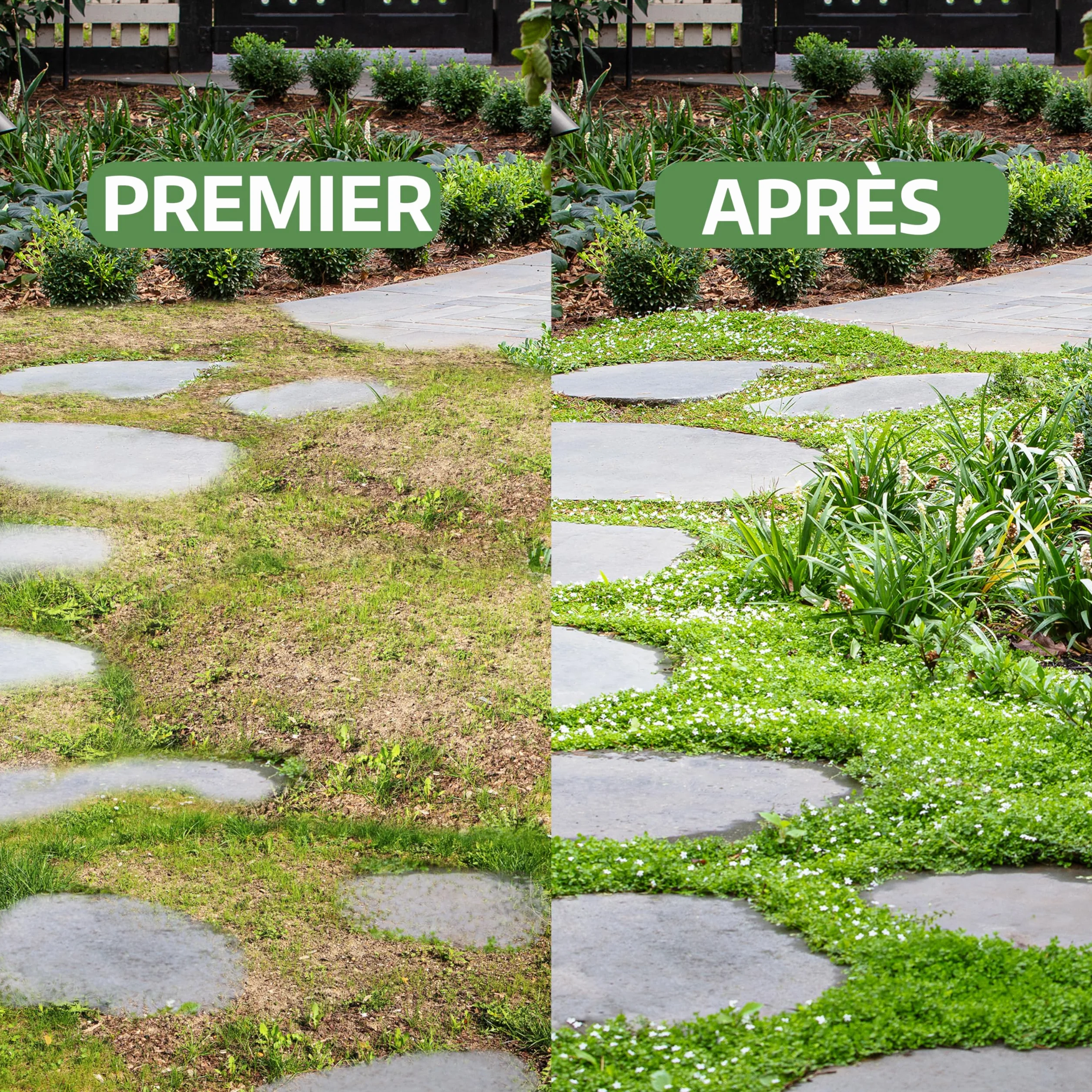 Dichondra repens gazon semer 20m² 200g résistance sécheresse zones ombragées ensoleillées micro trèfle