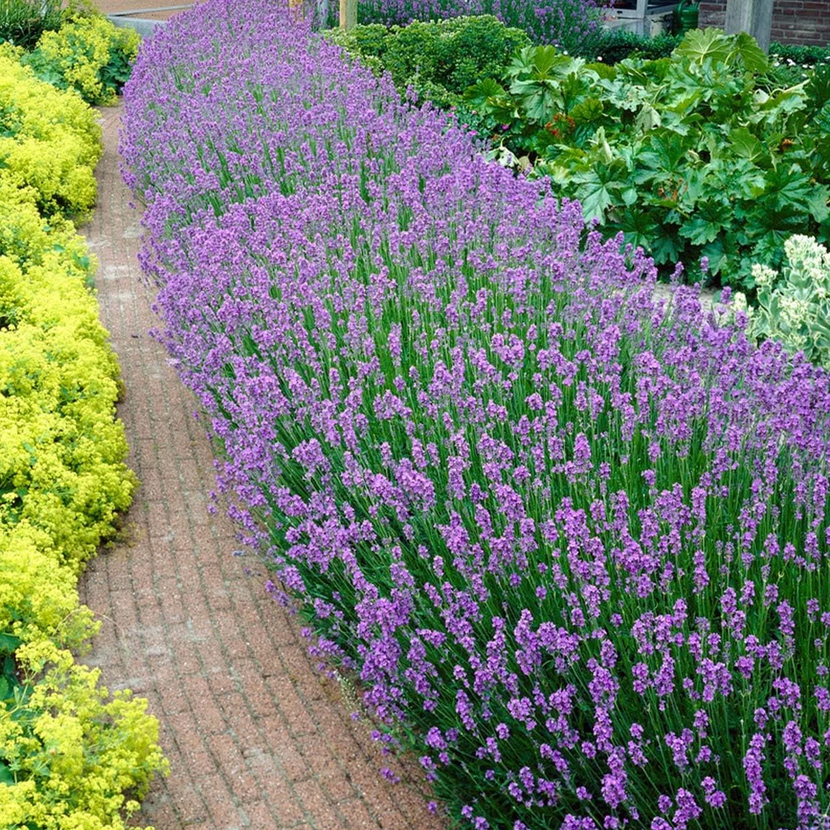 Bloomique Lavandula Angustifolia Plante de lavande Résistante au gel Hauteur 15-20 cm Motte 7 cm