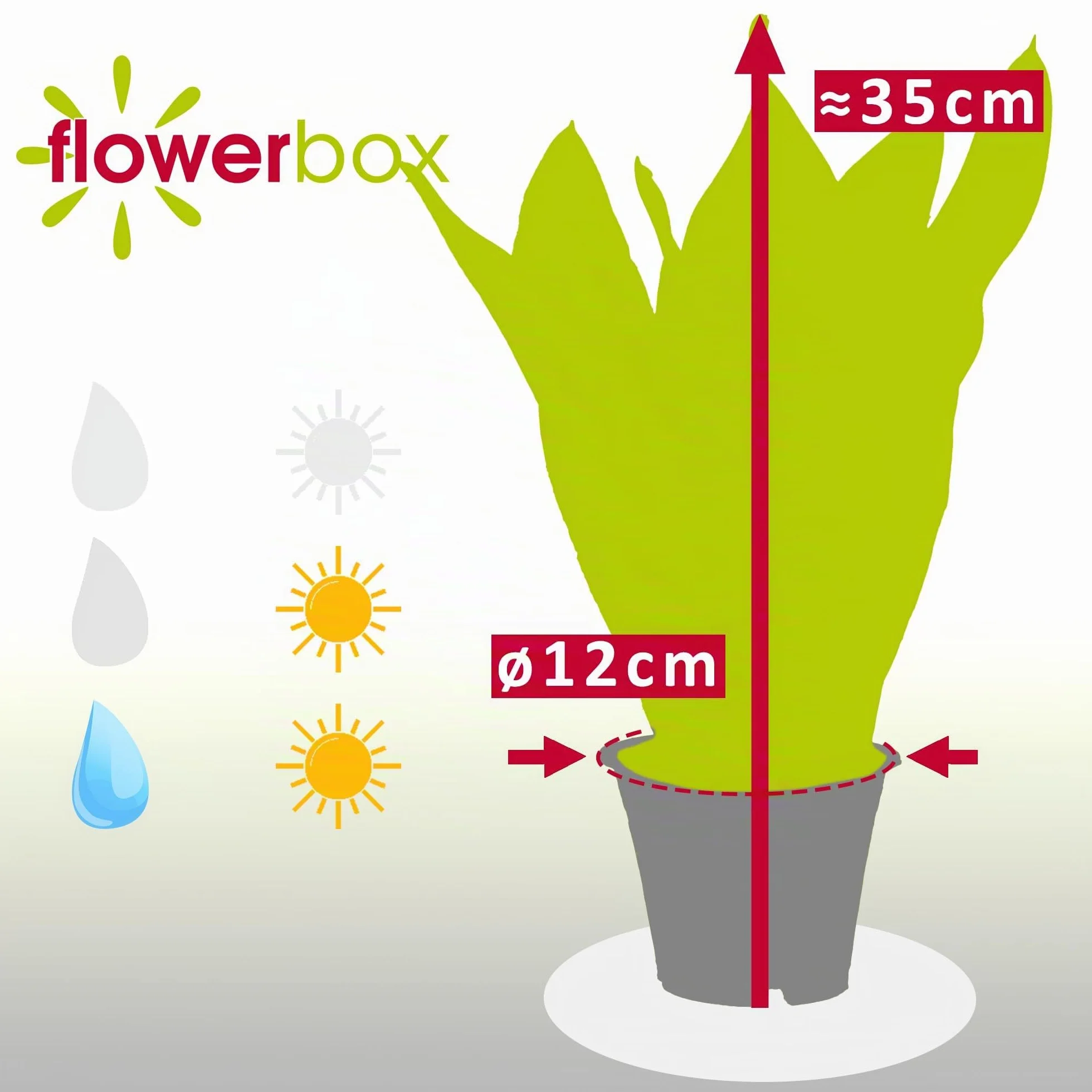 Sansevieria trifasciata Laurentii plante d'intérieur 35 cm pot 12 cm