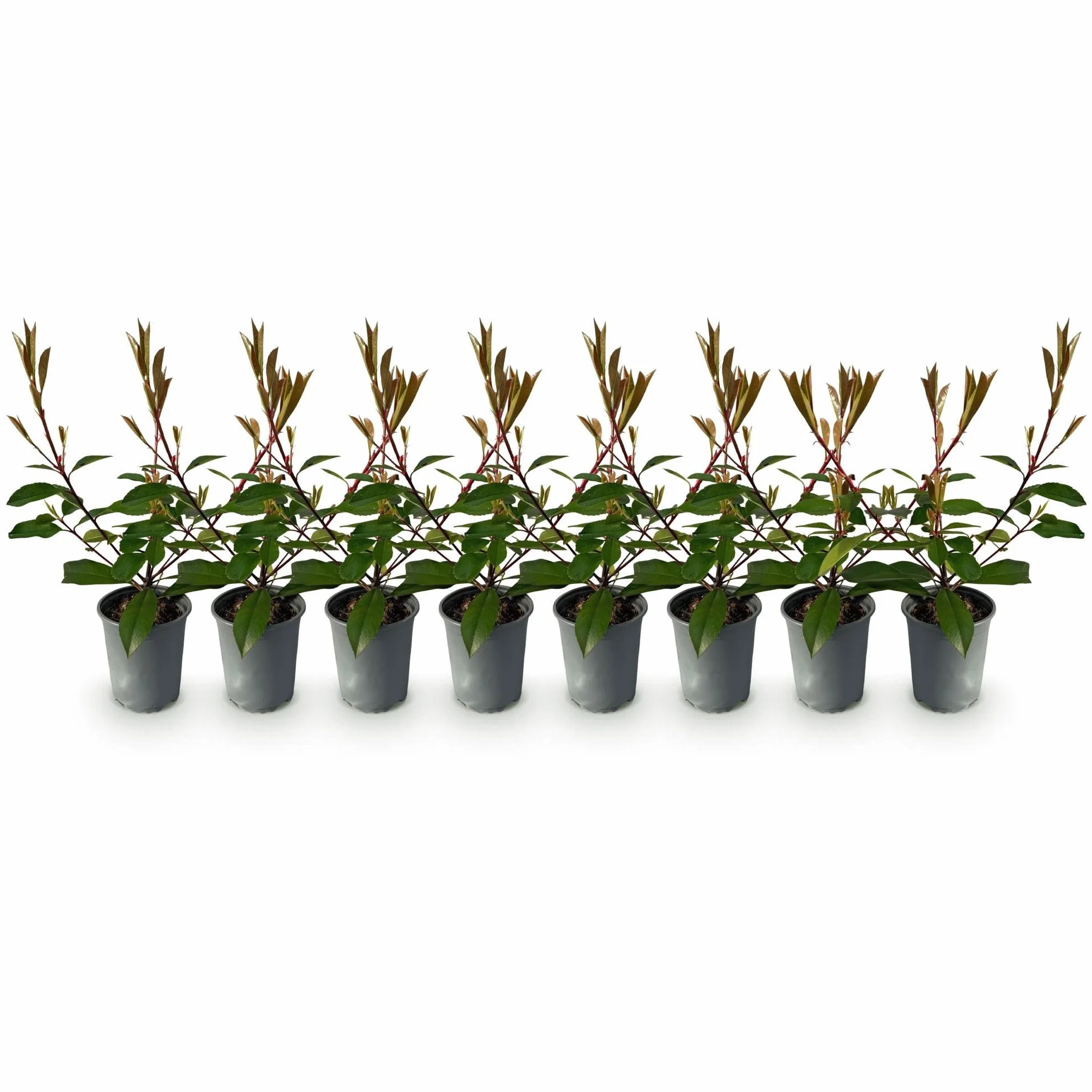 GreenboutiQ Photinia fraseri Red Robin haie 8 plantes persistant pot 9cm 30-35cm